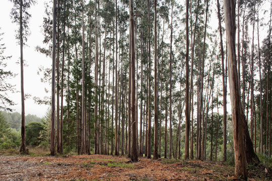 Row of tall trees in Marin, California
