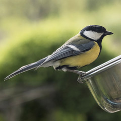 mésange charbonnière