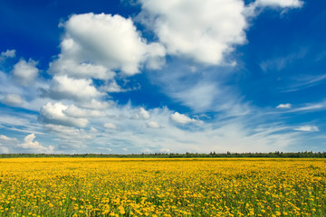 Obraz premium Field of yellow dandelions against the blue sky.