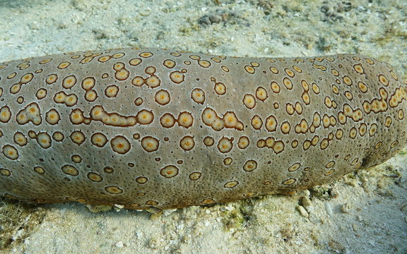 Close up of a leopard sea cucumber underwater animal, Bohadschia argus, on the ocean floor, Tahiti, Pacific ocean, French polynesia