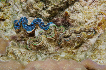 Three maxima clam, Tridacna maxima, with different colors, marine bivalve mollusk underwater, Pacific ocean, Tahiti, French polynesia