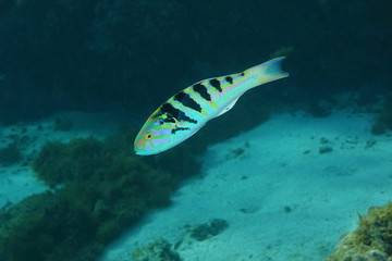 Fototapeta premium Tropical fish sixbar wrasse,Thalassoma hardwicke, Pacific ocean, underwater in the lagoon of Huahine island, French Polynesia