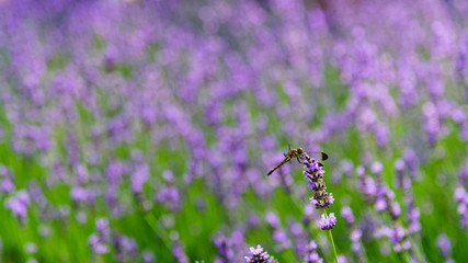 Dragonfly still on flower in lavender field