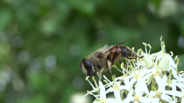 Syrphe butinant une fleur blanche.