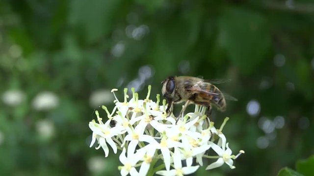 Syrphe butinant une fleur blanche.