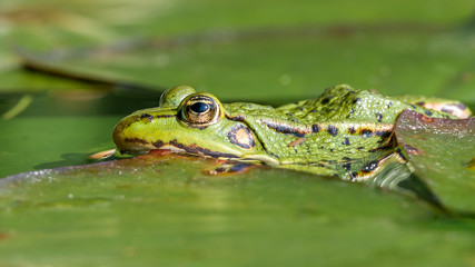 Teichfrosch bzw. Wasserfrosch (Pelophylax esculentus) sitzt auf dem Blatt einer Seerose