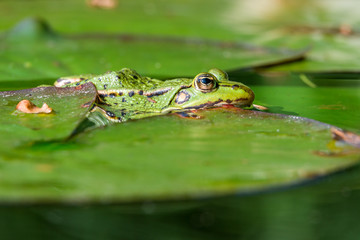 Teichfrosch bzw. Wasserfrosch (Pelophylax esculentus) sitzt auf dem Blatt einer Seerose