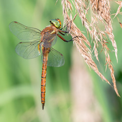 Keilfleck-Mosaikjungfer (Aeshna isoceles) auf Schilfgras sitzend im Uferbereich