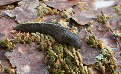 Black keel back slug, Limax cinereoniger feeding on mushroom 