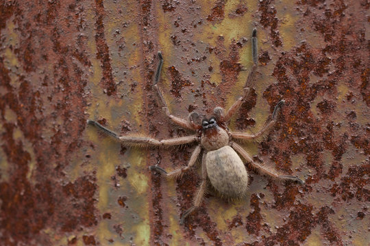 An orb spider on a rusty surface