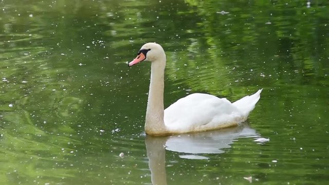 Cigno reale