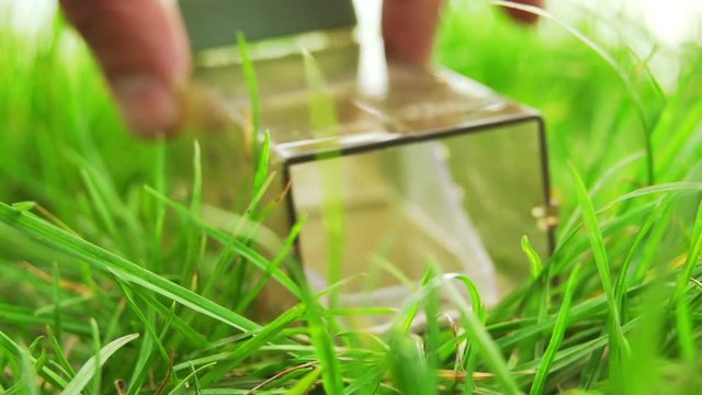 A House Mouse Being Let Go Free From A Humane Trap In To A Field