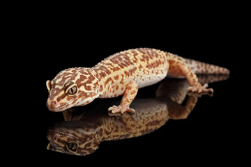 Naklejka premium Closeup Leopard Gecko Eublepharis macularius Isolated on Black Background