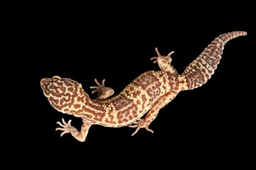 Closeup Leopard Gecko Eublepharis macularius Isolated on Black Background, Top view