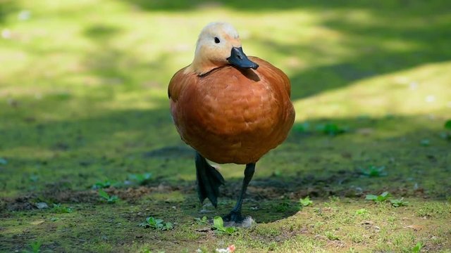 Ruddy shelduck