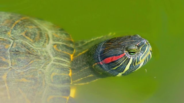 tartaruga