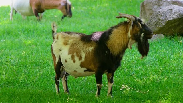 Capra tibetana