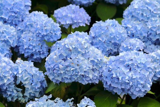Fototapeta 紫陽花