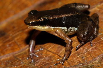 Allobates insperatus is a species of frog in the Aromobatidae family. It is endemic to Amazonian slopes of eastern Ecuador.