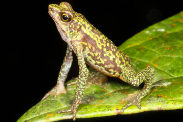 Atelopus is a large genus of true toads, commonly known as harlequin toads or stubfoot toads, from Central and South America.