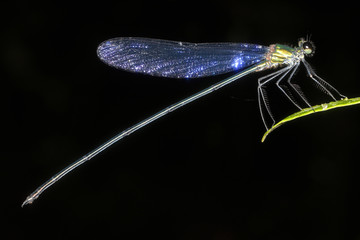 Damselflies are insects of suborder Zygoptera in the order Odonata.