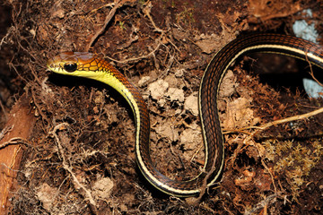 Dendrelaphis caudolineatus is a common species of colubrid snake known commonly as the striped...