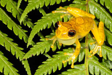 Fototapeta premium Dendropsophus is a genus of frogs in the Hylidae family. They are distributed in Central and South America, from southern Mexico to northern Argentina and Uruguay.