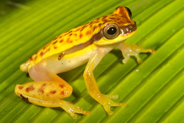 Dendropsophus rhodopeplus is a species of frog in the Hylidae family. It is found in the upper Amazon Basin in Bolivia, Brazil, Colombia, Ecuador, and Peru.