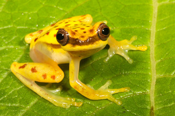 Dendropsophus rhodopeplus est une espèce de grenouille de la famille des Hylidés.