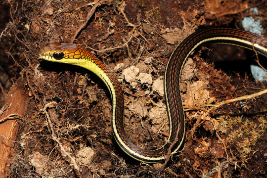 Dendrelaphis caudolineatus is a common species of colubrid snake known commonly as the striped bronzeback or bronze tree snake. It is erroneously called 'garter snake' in the Philippines.