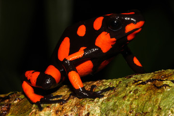 Fototapeta premium Harlequin poison frog