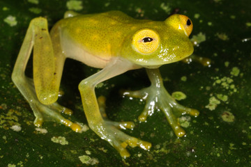 Naklejka premium Hyalinobatrachium fleischmanni, the Fleischmann's glass frog or northern glass frog, is a species of frog in the Centrolenidae family.