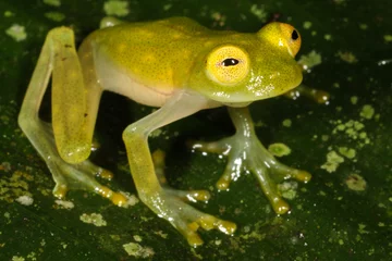 Crédence de cuisine en verre imprimé Grenouille Hyalinobatrachium fleischmanni, the Fleischmann's glass frog or northern glass frog, is a species of frog in the Centrolenidae family.