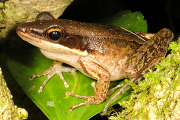 Hylarana nicobariensis is an amphibian of the genus Hylarana, which can be found in lowland secondary forests or disturbed areas such as swamps.