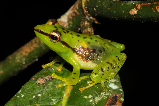 Guibemantis pulcher is a species of frog in the Mantellidae family. It is endemic to Madagascar.