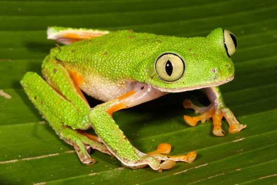 Hylomantis hulli is a species of frog in the Hylidae family. It is found in Ecuador and Peru.
