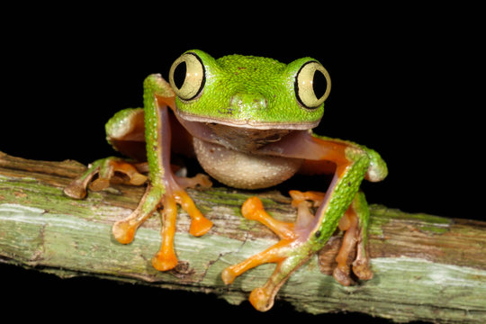 Hylomantis hulli is a species of frog in the Hylidae family. It is found in Ecuador and Peru.