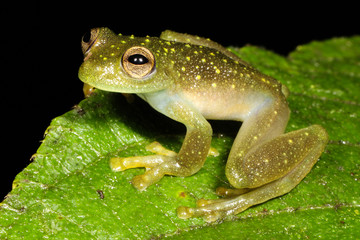 The glass frogs are frogs of the amphibian family Centrolenidae. While the general background coloration of most glass frogs is primarily lime green.
