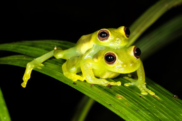 Fototapeta premium The glass frogs are frogs of the amphibian family Centrolenidae.
