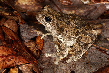 The gray tree frog is a species of small arboreal frog native to much of the eastern United States and southeastern Canada.