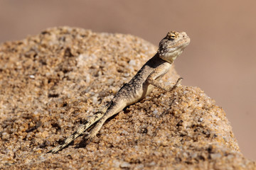 The ground agama is a species of lizard from the Agamidae family, found in most of sub-Saharan Africa.