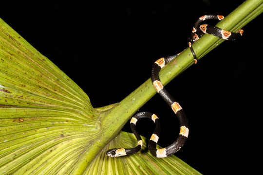 The graceful snail-eater (Dipsas gracilis), is a non-venomous snake found in the northern part of South America.