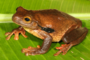 The Surinam golden-eyed tree frog, Trachycephalus coriaceus, is a species of frog in the Hylidae...