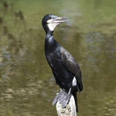 Cormorano