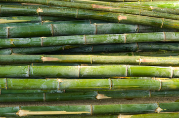 Bamboo pile photo