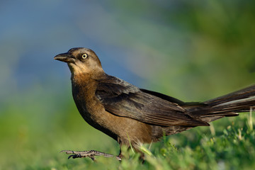 Obraz premium Great-Tailed or Mexican Grackle Female (Quiscalus mexicanus)