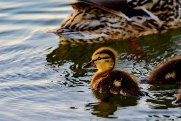 Young Mallard Anas platyrhynchos swimming  in sunlight
