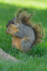 Naklejka na ściany i meble Closeup of squirrel holding a radish side profile