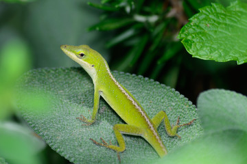 Small Green Anole (Anolis carolinensis) horizontal on a sage leaf