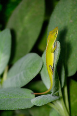Small Green Anole (Anolis carolinensis) vertical on a sage leaf